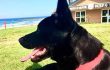 ulladulla dog training