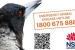 Bird Flu
