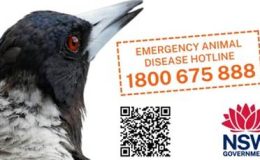 Bird Flu