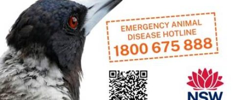 Bird Flu