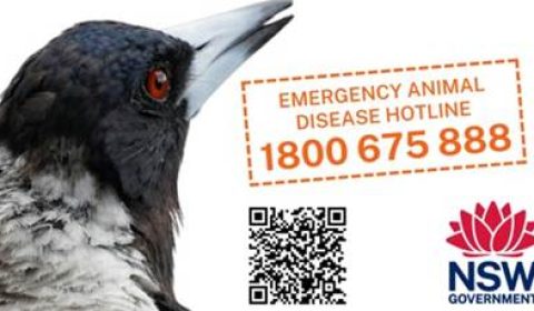 Bird Flu